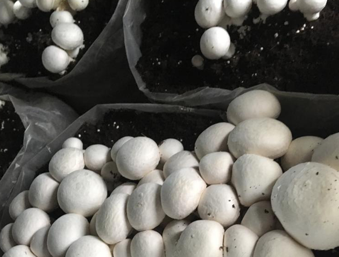 Hyderabad Mushroom Crop
